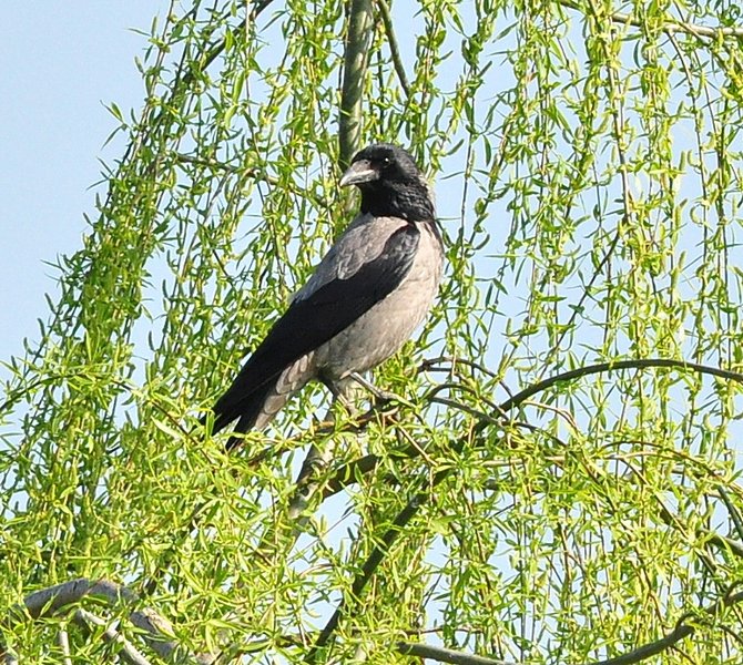 Corvus corone cornix